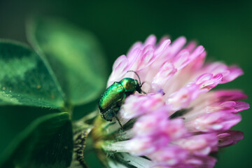 Petit scarabée vert qui grimpe sur fleur blanche et violette. Prise de vue en macro.