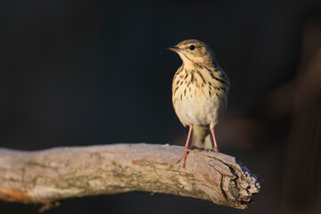 Boompieper, Tree Pipit, Anthus trivialis