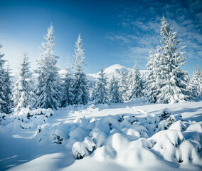Fototapeta na wymiar Fantastic winter landscape with spruces covered in snow in frosty day.