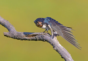 The barn swallow (Hirundo rustica) is the most widespread species of swallow in the world.