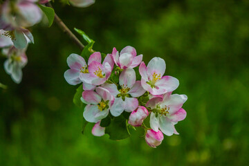 Obraz na płótnie Canvas Apple tree in bloom in spring