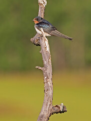 The barn swallow (Hirundo rustica) is the most widespread species of swallow in the world.