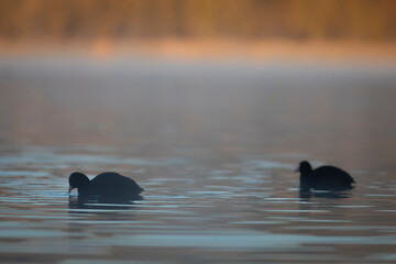 focha común (Fulica atra) nadando en un lago al amanecer