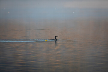 Fototapeta na wymiar Cormorán grande (Phalacrocorax carbo) nadando en un lago al amanecer