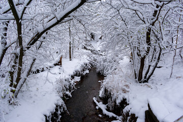 Snowy creek with trees covered with snow. Winter background with copy space 