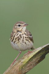 Boompieper, Tree Pipit, Anthus trivialis
