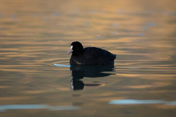 focha común (Fulica atra) nadando en un lago al amanecer