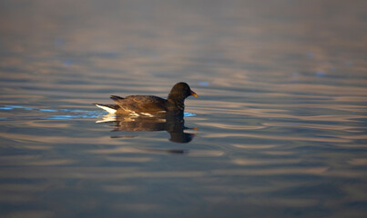 Gallineta común o polla de agua (Gallinula chloropus) nadando en un lago al amanecer