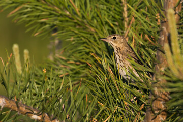 Boompieper, Tree Pipit, Anthus trivialis trivialis