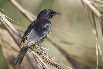 Tristram's Starling; Onychognathus tristramii;