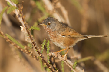 Atlasgrasmus, Tristram's Warbler, Sylvia deserticola