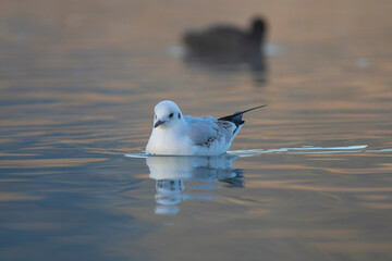 Gaviota Común o Reidora (Chroicocephalus ridibundus) nadando en el Lago de Bañolas (Estany de...