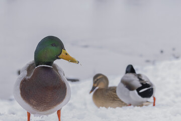 The duck standing in the snow by the river in the background of the ducks (Anas platyrhynchos)