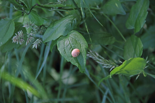 Geh&auml;useschnecke