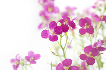 spring summer flowers. little purple flowers on white background