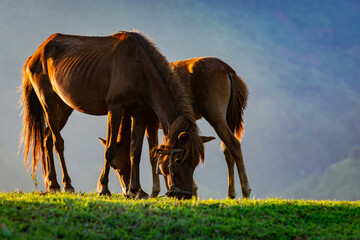 Photo of a horse eating grass