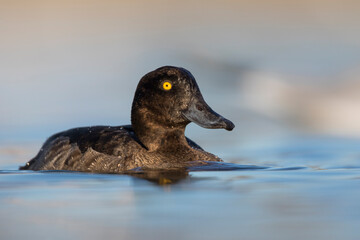 Kuifeend, Tufted Duck - Reiherente - Aythya fuligula