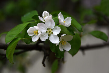 apple tree flower