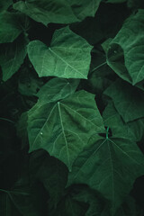green leaves background
