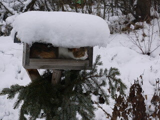 Katze im Vogelhaus