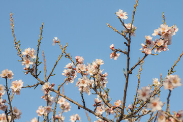 Almond tree blossom