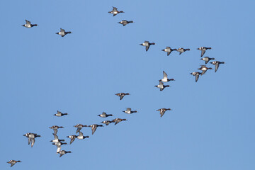 Obraz premium Kuifeend, Tufted Duck, Aythya fuligula