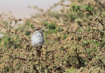 Turkestaande Klauwier, Turkestan Shrike, Lanius phoenicuroides