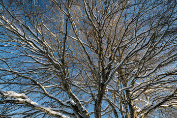 branches d'arbre enneigées sur fond de ciel bleu