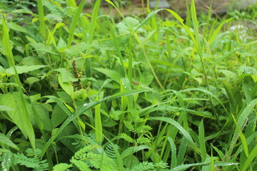 green grass with dew drops