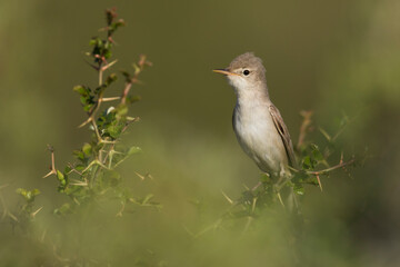 Grote Vale Spotvogel, Upcher's Warbler, Hippolais languida