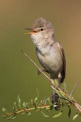 Grote Vale Spotvogel, Upcher's Warbler, Hippolais languida