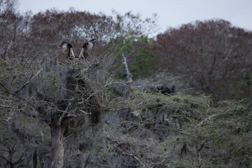 OSPREY - AGUILA PESCADORA (Pandion haliaetus) also called sea hawk, river hawk, and fish hawk, Florida, Usa, América