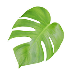 Green monstera leaf with stalk, the tropical plant evergreen vine isolated on white background, clipping path include