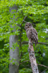 Oeraluil, Ural Owl, Strix uralensis