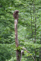 Oeraluil, Ural Owl, Strix uralensis