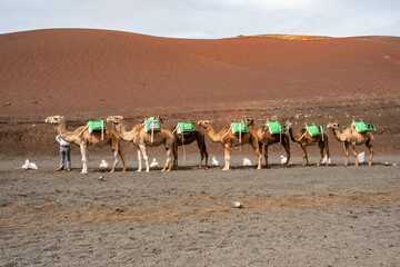 Row of dromedaries resting carrying chairs for tourists