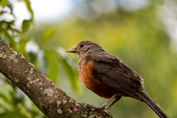bird thrush