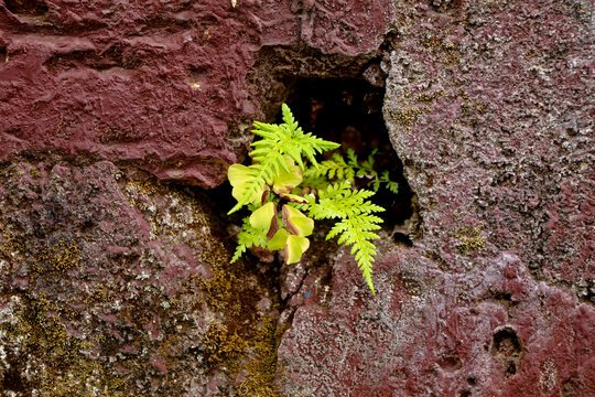 Fern plant or Polypodiopsida in the air hole of a wall