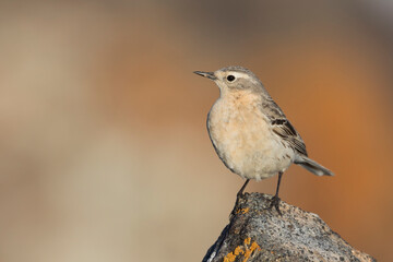 Waterpieper, Water Pipit, Anthus spinoletta blakistoni