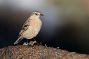 Waterpieper, Water Pipit, Anthus spinoletta blakistoni