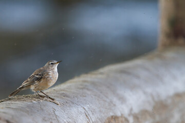 Waterpieper; Water Pipit; Anthus spinoletta ssp. coutellii