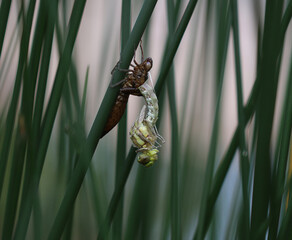 Blaugrüne Mosaikjungfer - Southern Hawker