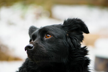 Black mongrel in the snow. cute dog sits on the street in winter. a beautiful dog with long black hair. home animal, homeless