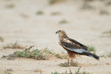 Eurasian Marsh Harrier; Circus aeruginosus;