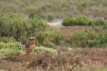 Western Marsh Harrier, Bruine Kiekendief, Circus aeruginosus