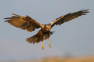 Bruine Kiekendief, Western Marsh Harrier, Circus aeruginosus