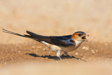 Western Red-rumped Swallow, Roodstuitzwaluw, Cecopris daurica ssp. rufula