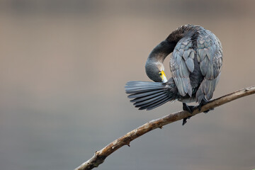 A great cormorant (Phalacrocorax carbo) perched on a branch and preening its feathers.