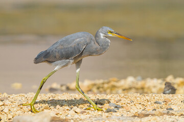 Western Reef-Egret; Egretta gularis ssp. schistacea