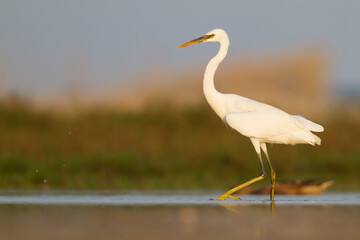 Western Reef-Egret; Egretta gularis ssp. schistacea